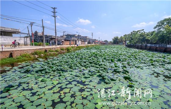 “黨建+扶貧”激活一池春水